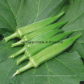 Natural Anti Fatigue 10: 1 20: 1 Okra Extract